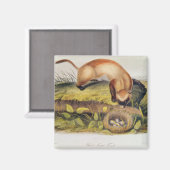 Schwarzfußgletscher Magnet (Vorderseite/Rückseite)