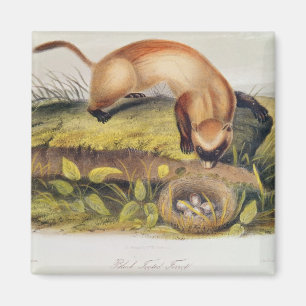 Schwarzfußgletscher Magnet