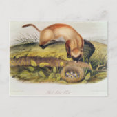 Schwarzfußgletscher Postkarte (Vorderseite)