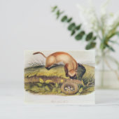 Schwarzfußgletscher Postkarte (Stehend Vorderseite)