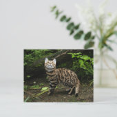 Schwarzfußkatze Postkarte (Stehend Vorderseite)