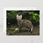 Schwarzfußkatze Postkarte (Vorne/Hinten)