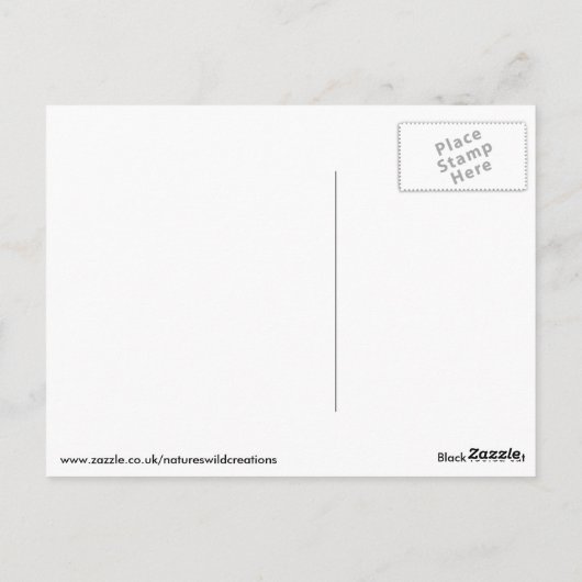 Schwarzfußkatze Postkarte (Rückseite)