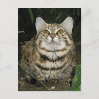 Schwarzfußkatze Postkarte