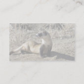 Schwarzfußspeck (in Gefangenschaft) Visitenkarte (Rückseite)