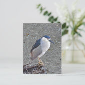 Schwarzgekrönter Nachtreiher Postkarte (Stehend Vorderseite)
