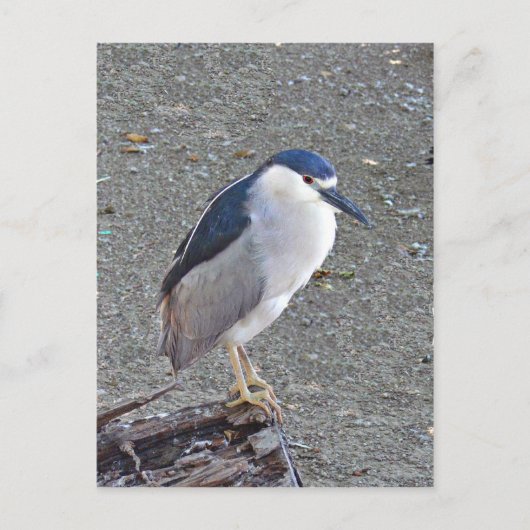 Schwarzgekrönter Nachtreiher Postkarte (Vorderseite)