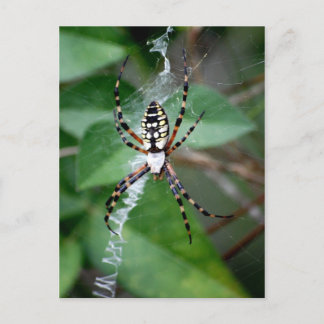 Schwarzgelbe Argiope Postkarte