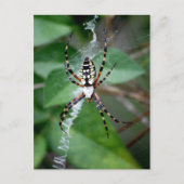 Schwarzgelbe Argiope Postkarte (Vorderseite)