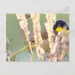 Schwarzgelbe Vogelbrille - Foto Postkarte