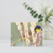 Schwarzgelbe Vogelbrille - Foto Postkarte (Stehend Vorderseite)