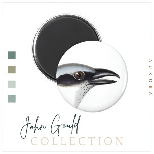 Schwarzgesichtiger Cuckoo-shrike Magnet