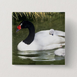 Schwarzhals-Schwan erwachsen und Küken im Wasser. Button