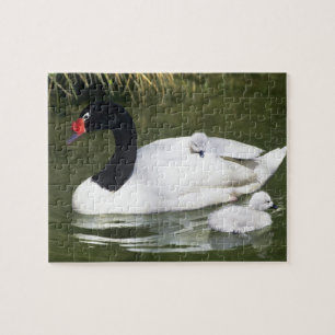 Schwarzhals-Schwan erwachsen und Küken im Wasser. Puzzle
