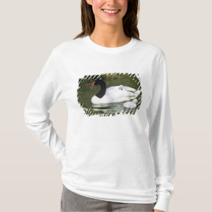 Schwarzhals-Schwan erwachsen und Küken im Wasser. T-Shirt