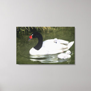 Schwarzhals-Schwan Erwachsener und Küken im Wasser Leinwanddruck