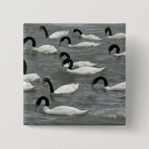 Schwarzhals-Schwäne (Cygnus melancoryphus) Button