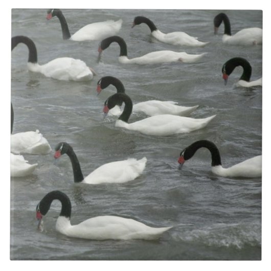Schwarzhals-Schwäne (Cygnus melancoryphus) Fliese (Vorderseite)