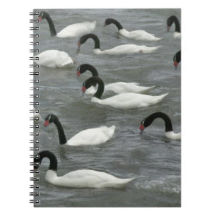 Schwarzhals-Schwäne (Cygnus melancoryphus) Notizblock
