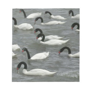 Schwarzhals-Schwäne (Cygnus melancoryphus) Notizblock