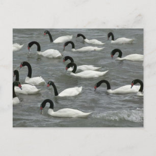 Schwarzhals-Schwäne (Cygnus melancoryphus) Postkarte