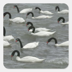 Schwarzhals-Schwäne (Cygnus melancoryphus) Quadratischer Aufkleber