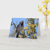 Schwarzhalsammer Karte (Gelbe Blume)