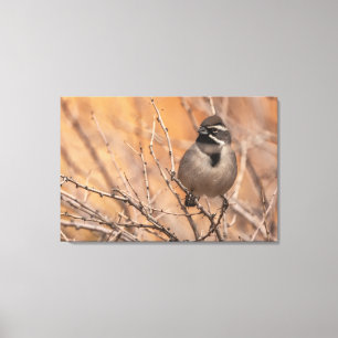 Schwarzhalsammer Leinwanddruck