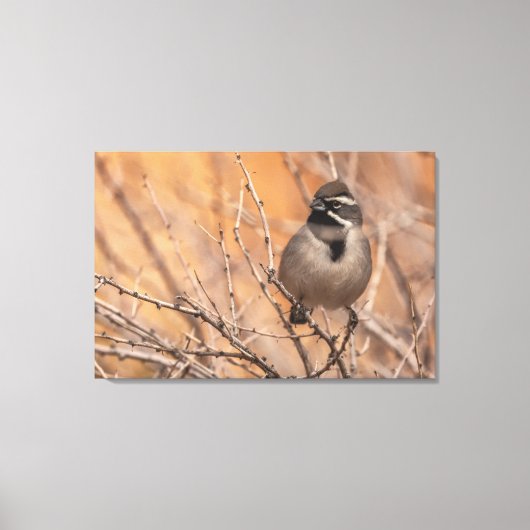 Schwarzhalsammer Leinwanddruck (Vorderseite)