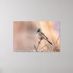 Schwarzhalsammer Leinwanddruck