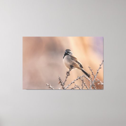 Schwarzhalsammer Leinwanddruck (Vorderseite)