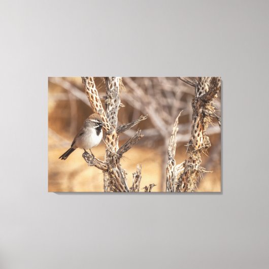 Schwarzhalsammer Leinwanddruck (Vorderseite)