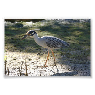 Schwarzhalsreiher, Florida Fotodruck