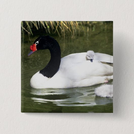 Schwarzhalsschwan erwachsen und Zygnette in Wasser Button (Vorderseite)