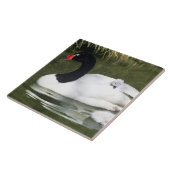 Schwarzhalsschwan erwachsen und Zygnette in Wasser Fliese (Seite)