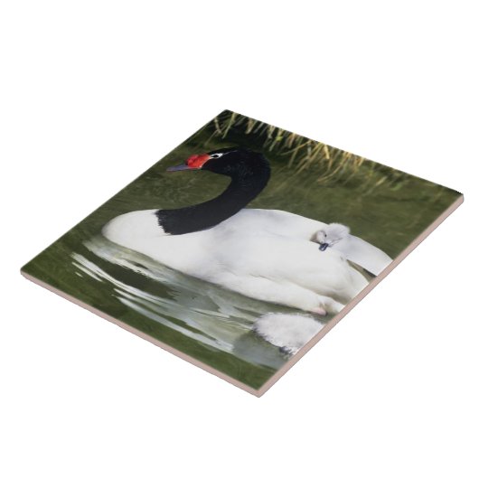 Schwarzhalsschwan erwachsen und Zygnette in Wasser Fliese (Seite)