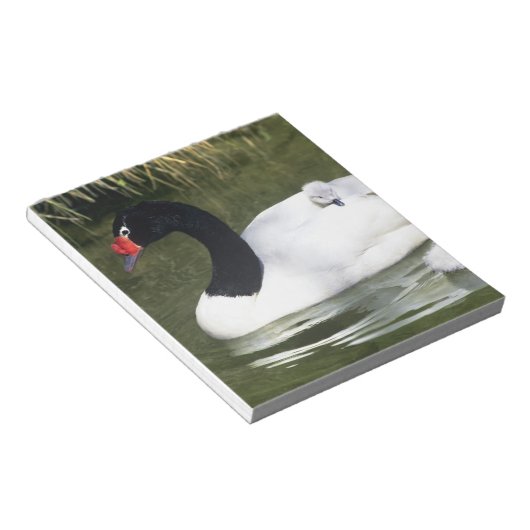 Schwarzhalsschwan erwachsen und Zygnette in Wasser Notizblock (angewinkelt)