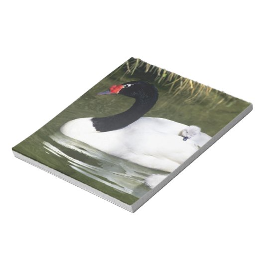 Schwarzhalsschwan erwachsen und Zygnette in Wasser Notizblock (Rotiert)