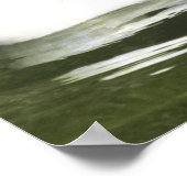 Schwarzhalsschwan erwachsen und Zygnette in Wasser Poster (Ecke)