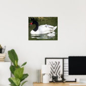 Schwarzhalsschwan erwachsen und Zygnette in Wasser Poster (Heimbüro)
