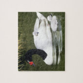 Schwarzhalsschwan erwachsen und Zygnette in Wasser Puzzle (Vertikal)