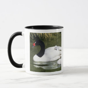 Schwarzhalsschwan erwachsen und Zygnette in Wasser Tasse