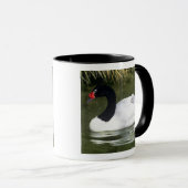 Schwarzhalsschwan erwachsen und Zygnette in Wasser Tasse (VorderseiteRechts)