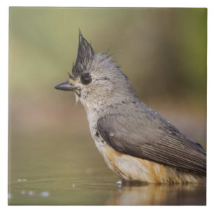 Schwarzhauben-Meise, Baeolophus Fliese