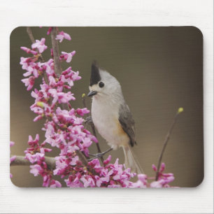 Schwarzhauben-Meise, Baeolophus Mousepad