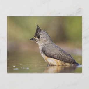 Schwarzhauben-Meise, Baeolophus Postkarte
