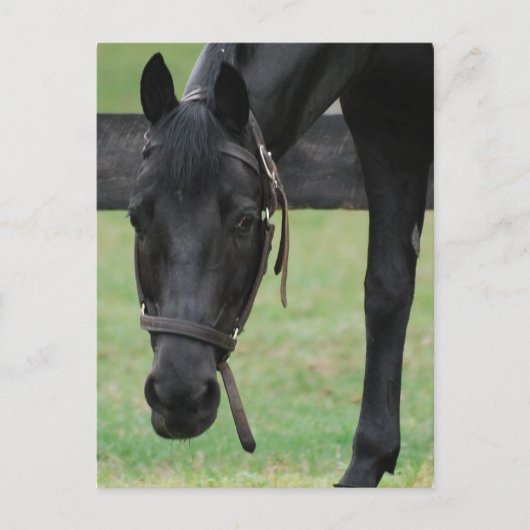 Schwarzhorn-Postkarte Postkarte (Vorderseite)