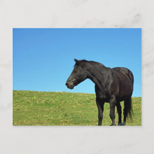 Schwarzhorn-Postkarte Postkarte