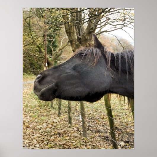 SCHWARZHORSE POSTER (Vorne)