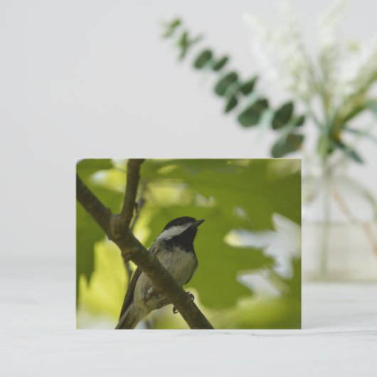 SCHWARZKADEE-POSTKARTE POSTKARTE (Stehend Vorderseite)